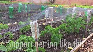 How to Avoid Pests Damaging Your Brassicas [upl. by Odey]