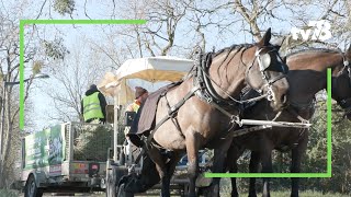 Des calèches collectent les sapins de Noël des habitants de MaisonsLaffitte [upl. by Ahsiet]