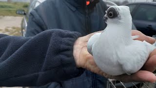 TARG STARACHOWICE 09112024 gołębie koguty gęsi króliki🕊🕊🕊 [upl. by Thomasina59]