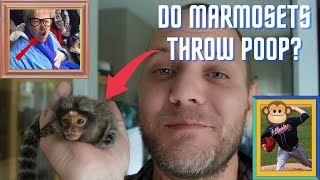 Do Marmoset Monkeys Throw Poop fingermonkey commonmarmoset adorablepets apes [upl. by Borras789]