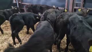 10 bull calves for sale Limousine 4 6 weeks old [upl. by Brenk23]