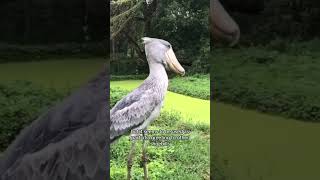 Shoebill machine gun noise  scariest bird sound ever shoebill wildlifepodcast weirdanimals [upl. by Fiorenza]