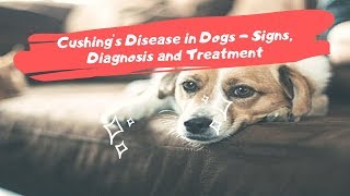 Cushings Disease in Dogs  Signs Diagnosis and Treatment [upl. by Chemarin]