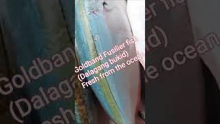 Golfband Fusilier Fish Dalagang Bukid fresh from the ocean shorts fish [upl. by Ellerrehc]