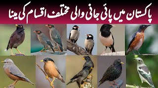 Wild Mynas of Pakistan  Info and Facts of Different Types of Myna Birds  Wildlife of Pakistan [upl. by Johanna117]