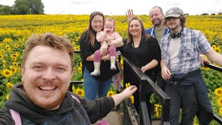 Sunflower Maze At East Grange Farm [upl. by Zandra]