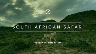 South African 🇿🇦 SAFARI  SANBONA Wildlife Reserve  2023 4K [upl. by Noned]