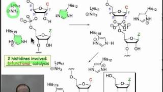 Enzymatic Hydrolysis of Phosphodiesters [upl. by Truscott]