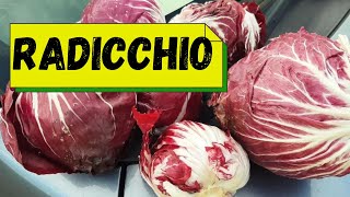 Radicchio [upl. by Edgell]