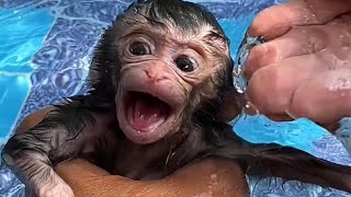 How to taking a bath to a little cutie baby monkey [upl. by Aneles]