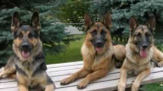 The Best of the Best The German Shepherd Dog [upl. by Tneciv]