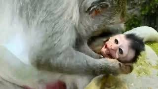 so sad baby monkeys compilation [upl. by Chenay]