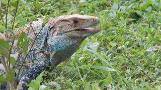 Garrobo  Spiny tailed Iguana  Ctenosaura similis [upl. by Moorefield100]