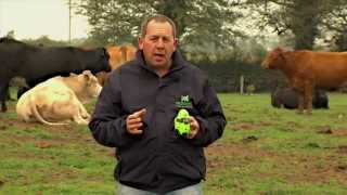 Moocall Calving Sensors Overview [upl. by Wiltshire]