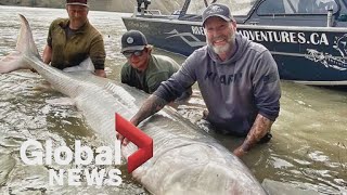 700pound sturgeon hooked on BC catchandrelease fishing trip [upl. by Elletnuahc]