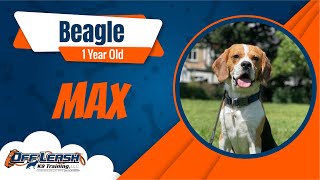 Best Beagle Dog Training  Max  Dog Training in London [upl. by Siouxie]