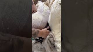 Sheep Wool Harvesting [upl. by Steel]