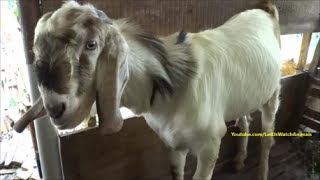 Billy goat making funny sounds and actions at female goats around him [upl. by Asalocin]