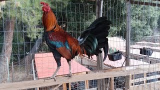 American Gamefowl  Gamefarm Yard Tour [upl. by Nert]