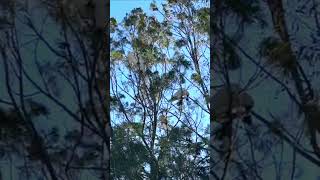 Sulphur Crest Cockatoos Eating Casuarina Tree Kernels birds nature shorts [upl. by Eenattirb]