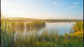 Bulrushes and Their Significance in the Bible [upl. by Yrag]