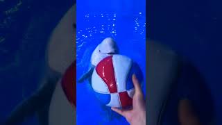 Playing football with my dolphin 🐬  Dolphin video dolphin dolphine shorts short viralvideo [upl. by Lleval]