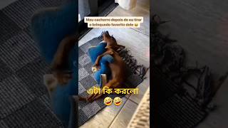 কুকুরের কমেডি 🤣 shortvideo funny dogshorts dogcomedy youtubeshorts [upl. by Eigla]