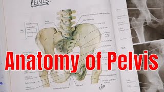 Anatomy of Pelvis  pelvis region  anatomy of pelvis in UrduHindi  2020 [upl. by Kali]