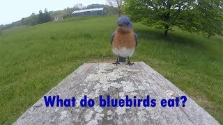 What do bluebirds eat [upl. by Bullard556]