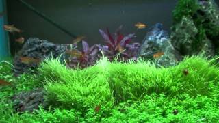 My Ember Tetras [upl. by Sabu]