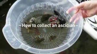 How to collect an ascidian [upl. by Phi505]