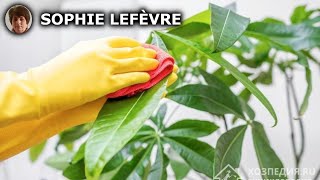 Comment arrêter de tuer vos plantes dintérieur  mes conseils de base [upl. by Enial]