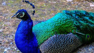 Peacock flying  Peacock dance  Peacock sound  Peacock opening feathers मोर नृत्य  HalfMoonBeach [upl. by Onitnelav]