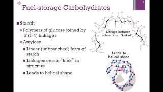 077Polysaccharides amp Fuel Storage [upl. by Noyad122]