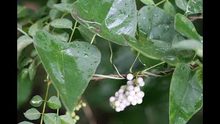 Plant 98  ಹಾಡೆಮಣಿ ಬಳ್ಳಿ  hade balli  Cyclea  Cyclea peltata  Herbal amp The plant [upl. by Lenrow]