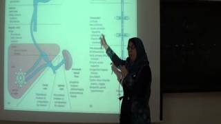 portal hypertension prof Shahira Aly Etreby [upl. by Ellerrehs]