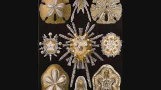 Ernst August Haeckel Art Forms in Nature [upl. by Idyak]