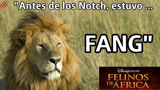 FANG  El LEÓN QUE PUDO VENCER a NOTCH  DOCUMENTAL [upl. by Ybocaj]