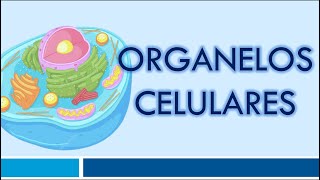 ORGANELOS CELULARES Organelos Membranosos [upl. by Elberta]