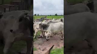 Bahama cow nature cattlefarm viralvideo [upl. by Aldric]