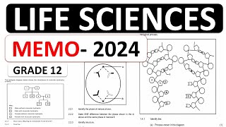 MEMO 2024 LIFE SCIENCES P2 GRADE 12 2024 LIFE SCIENCES GRADE 12 MEMO 2024 NOVEMBERTHUNDEREDUC [upl. by Nedak327]