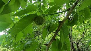 Maclura pomifera [upl. by Hilda610]