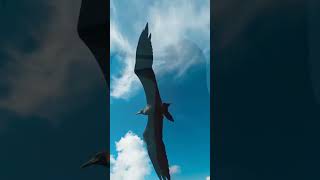 frigate bird shorts facts frigate youtubeshorts birds [upl. by Noraed532]