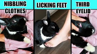 Real Meanings Behind 10 Strange Rabbit Behaviors Explained [upl. by Ellerad623]