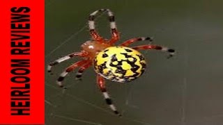 ⟹ A Symphony of Danger In 1080P Araneus marmoreus  Marbled Orbweaver spider [upl. by Newmark579]