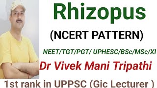 Rhizopus  bread mold  NEET  PGT  TGT  MSc  BSc  GIC  UPHESC  CNET [upl. by Nyvar86]