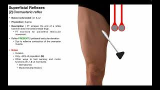 Cremasteric Reflex  Procedure amp Results Interpretation [upl. by Yleek503]