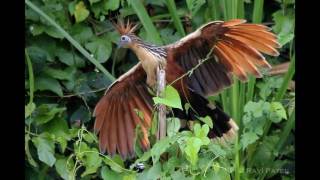 Interesting Facts about Hoatzin [upl. by Ecam]