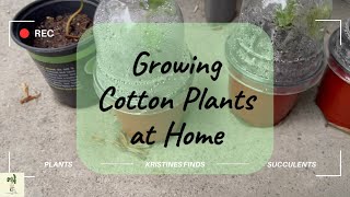 Grow Cotton Plants at Home Container Garden Cotton Plants How to Grow Cotton cottonplant [upl. by Manley]