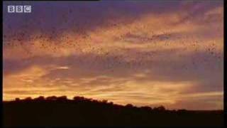 Worlds largest bat colony  over 40 million bats  BBC wildlife [upl. by Fosque]